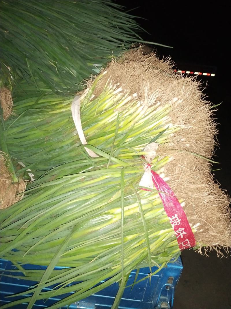 万荣优质大葱基地，现在大量葱苗，小葱上市。