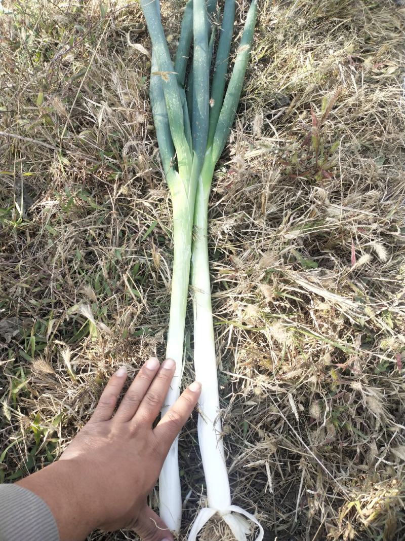 万荣优质大葱基地，现在大量葱苗，小葱上市。
