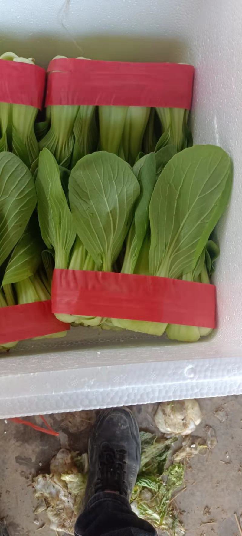 精品小油菜，颜色深绿，棵匀整齐，基地直发欢迎来电