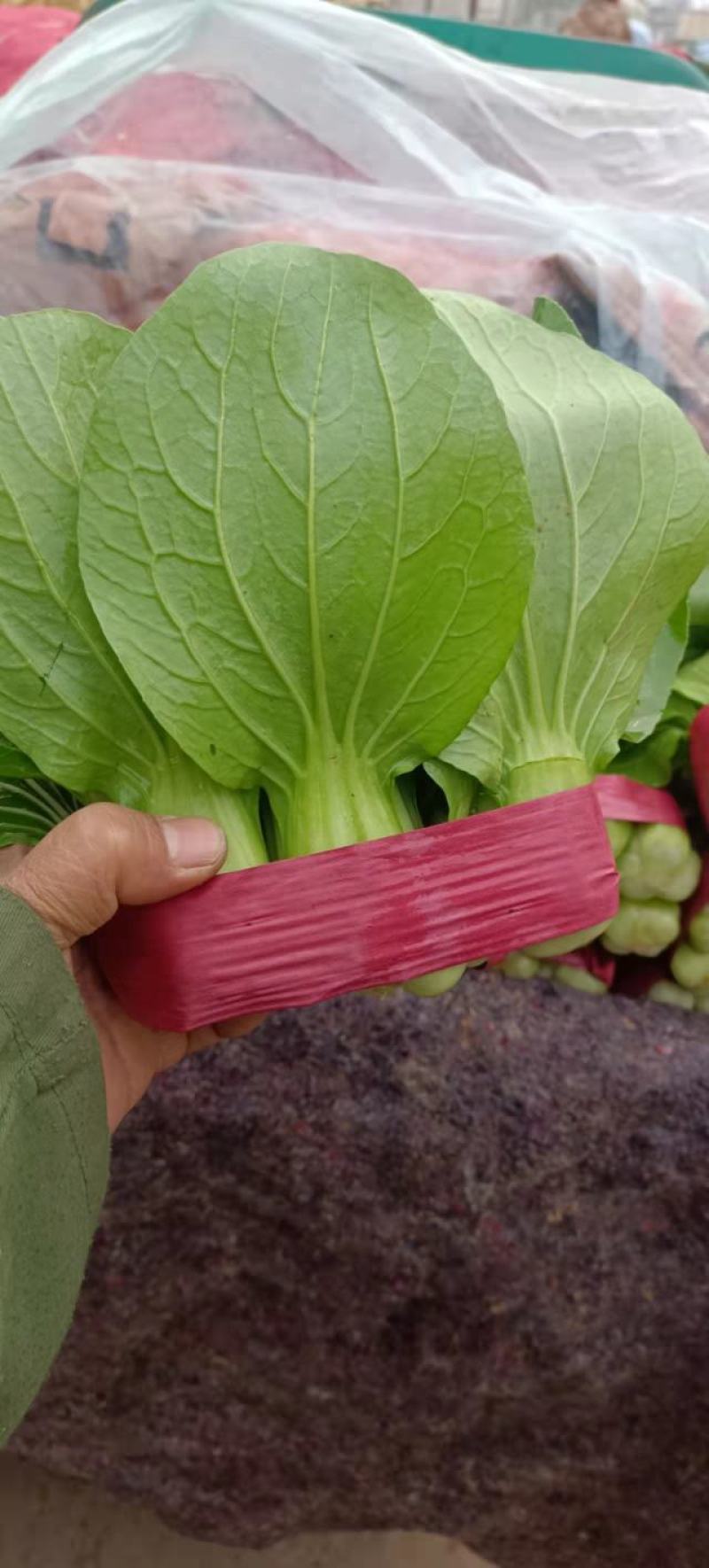 精品小油菜，颜色深绿，棵匀整齐，基地直发欢迎来电
