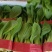 精品小油菜，颜色深绿，棵匀整齐，基地直发欢迎来电