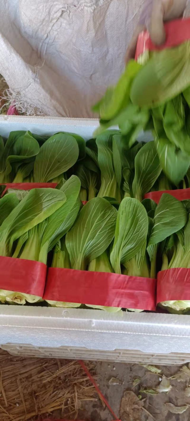 精品小油菜，颜色深绿，棵匀整齐，基地直发欢迎来电