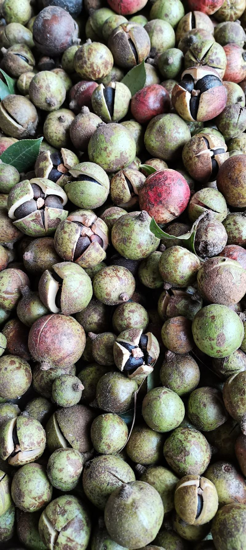 贵州野生榨油山茶籽颗粒饱满