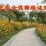 野花组合种子专业技师高精配制花色艳花期长