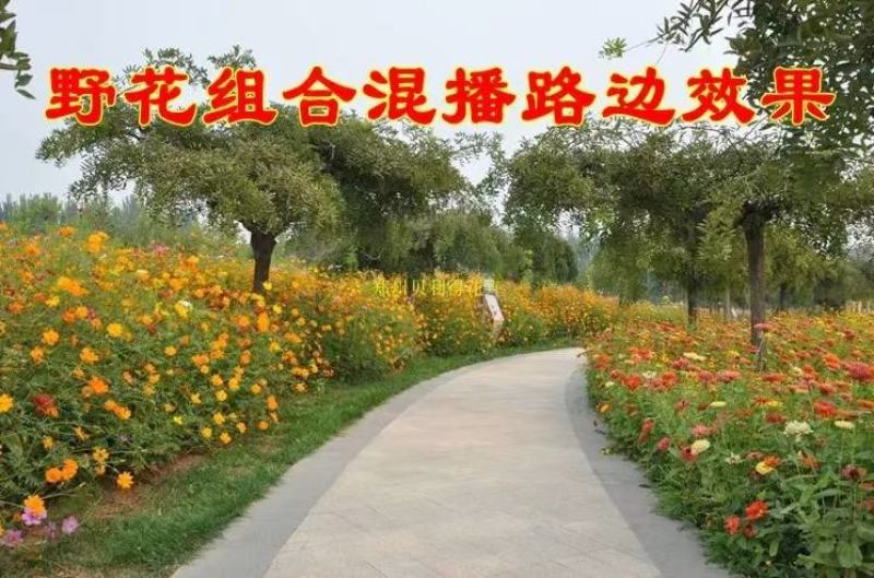 野花组合种子专业技师高精配制花色艳花期长
