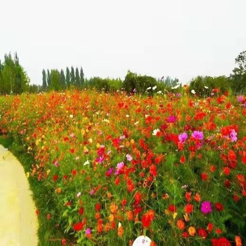 野花组合种子专业技师高精配制花色艳花期长