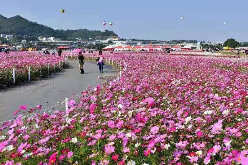 野花组合种子专业技师高精配制花色艳花期长
