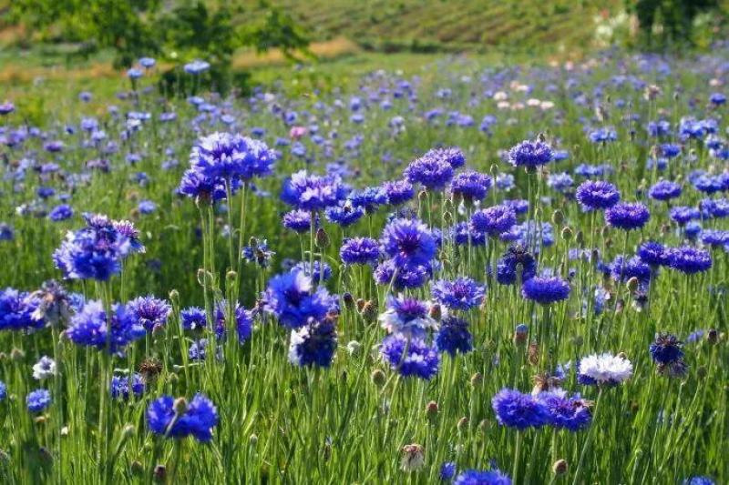 野花组合种子专业技师高精配制花色艳花期长