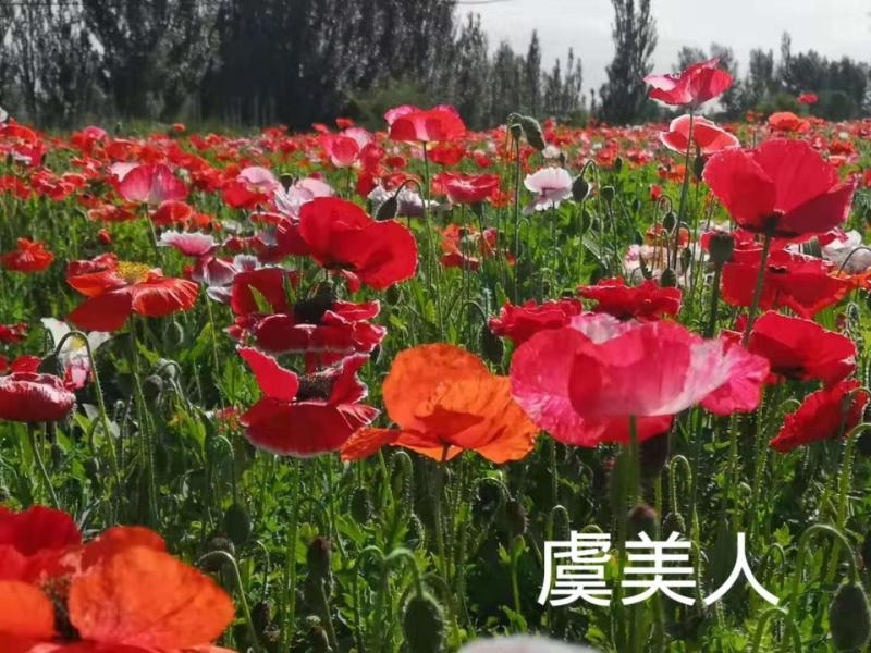 野花组合种子专业技师高精配制花色艳花期长