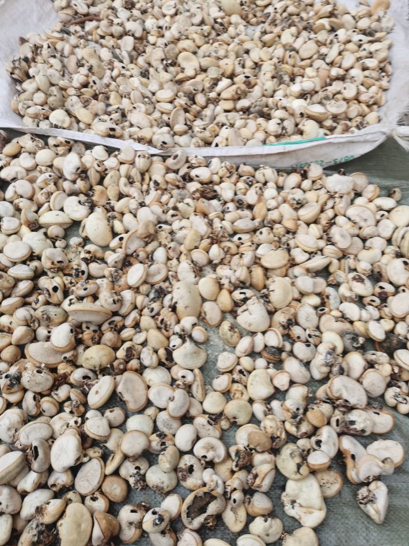 隐孔菌产地直销品质保证欢迎实地考察（包邮）