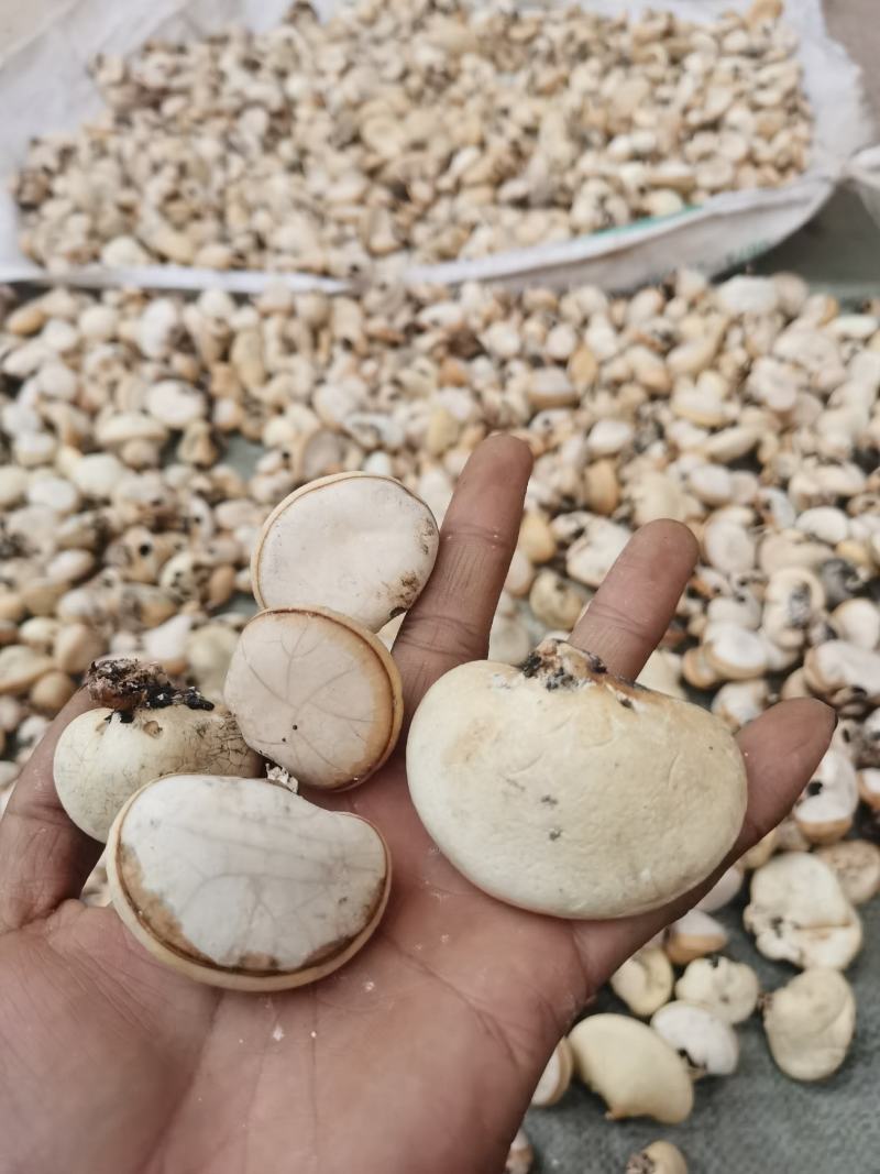 隐孔菌产地直销品质保证欢迎实地考察（包邮）