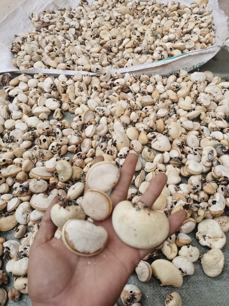 隐孔菌产地直销品质保证欢迎实地考察（包邮）
