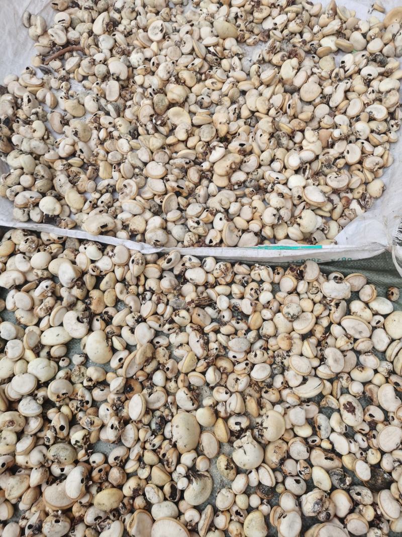 隐孔菌产地直销品质保证欢迎实地考察（包邮）