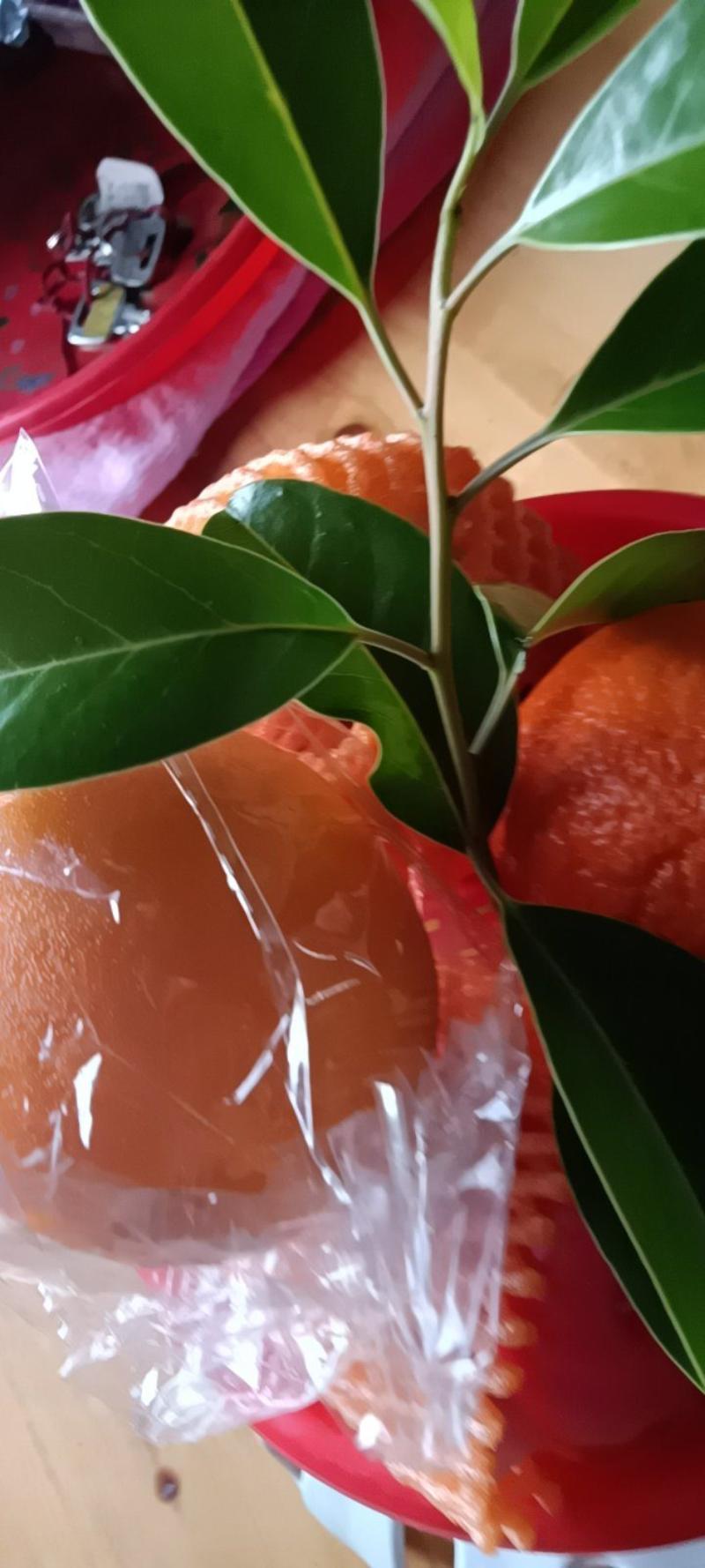 农民自种的来自湖南麻阳冰糖橙，新鲜9.5一10斤为—件包