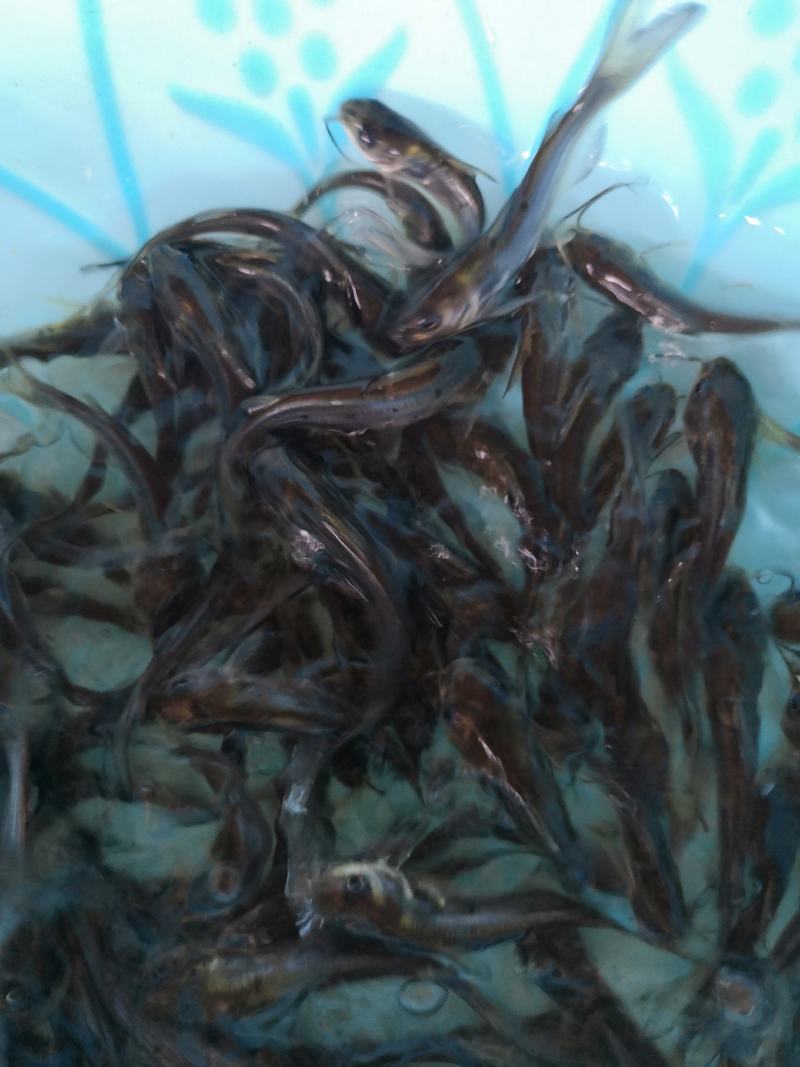 水产叉尾鮰，生长快抗病力强，适合所有淡水鱼塘养殖。