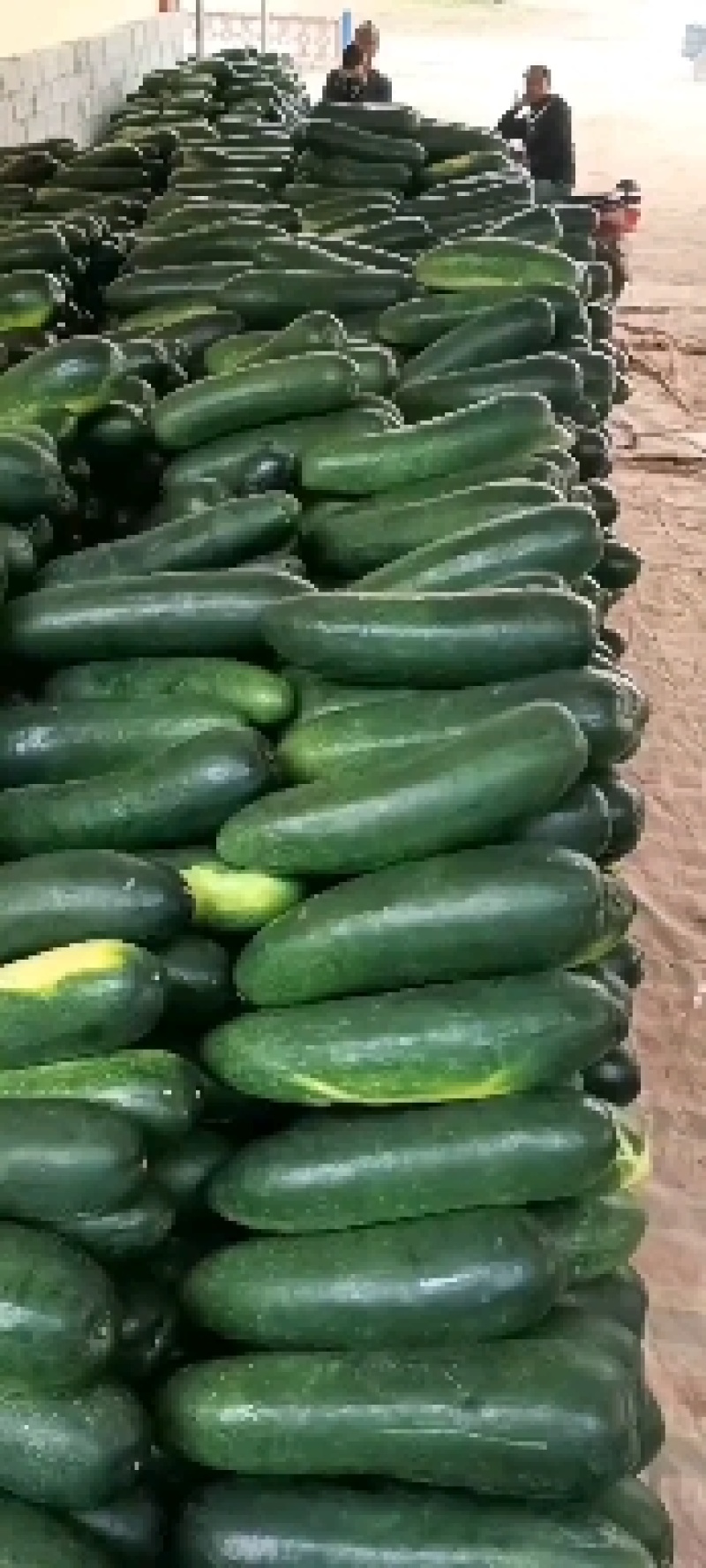 黑皮地冬瓜