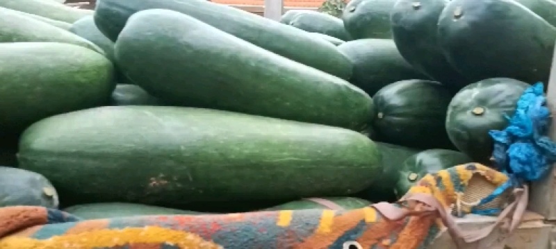 黑皮地冬瓜