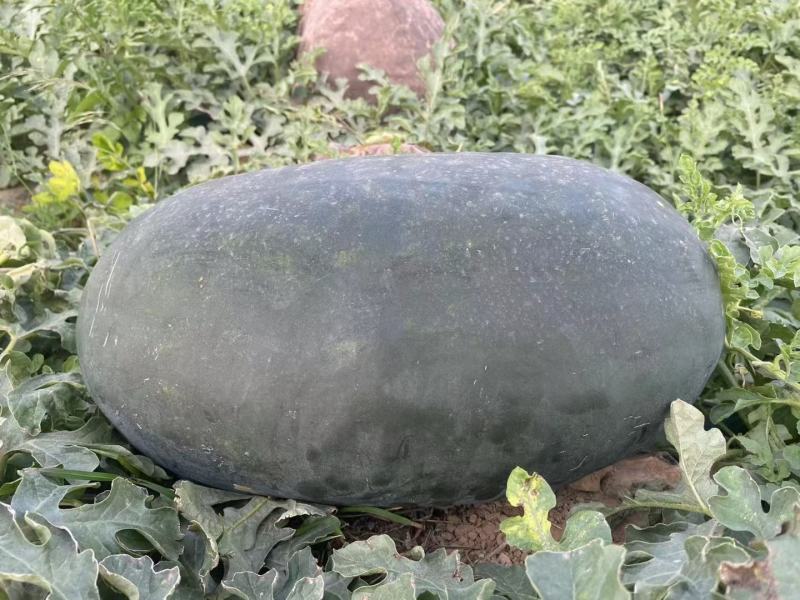 云南甜王西瓜黑美人西瓜大量上市需要联系产地直发