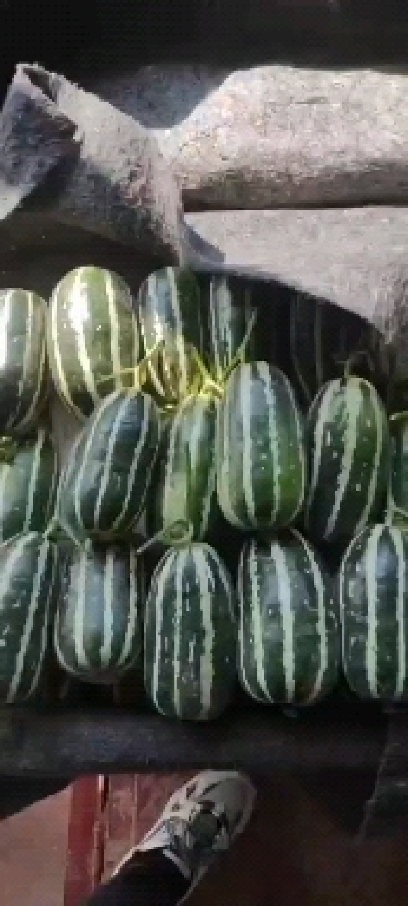 甜瓜博洋9号羊角蜜1斤以上产地现货量大货源充足