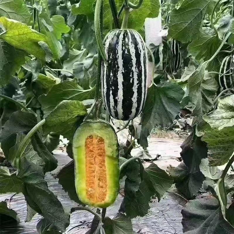 甜瓜博洋9号羊角蜜1斤以上产地现货量大货源充足