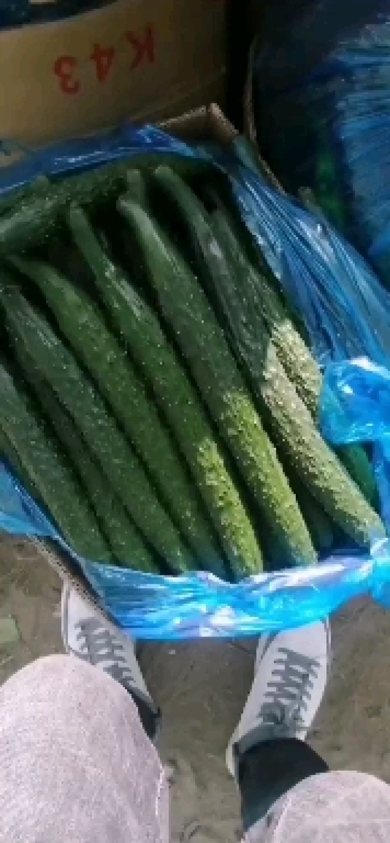 河南夏邑县密刺黄瓜鲜花带刺，条直油亮产地直发质量有保证