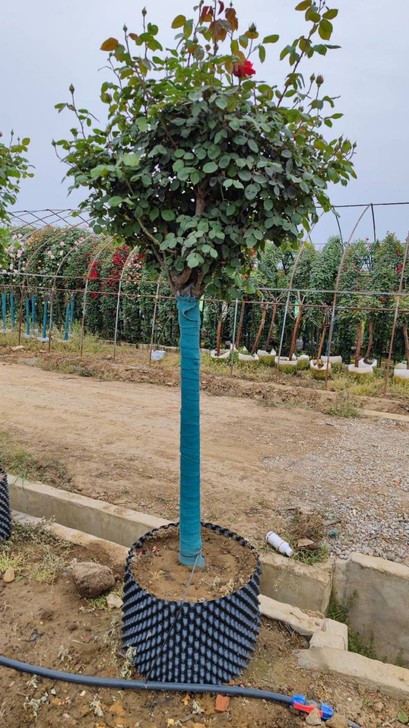 6公分月季高杆月季树树状月季月季批发月季基地