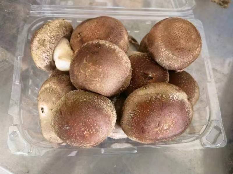 蔬菜礼包，崇明本地蔬菜，新鲜蔬菜上海蔬菜礼包