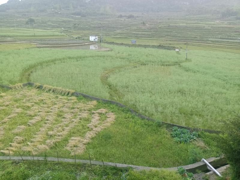 山泉水冷水田种出的油菜籽