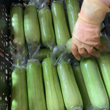 徐闻县基地精品白玉丝瓜，诚信经营，全国代发。