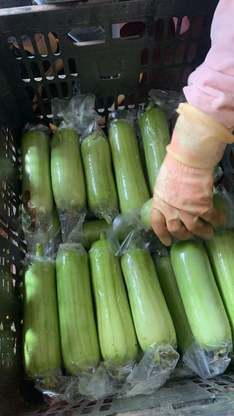 徐闻县基地精品白玉丝瓜，诚信经营，全国代发。