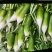 精品水果萝卜