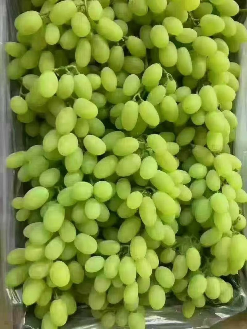 葡萄