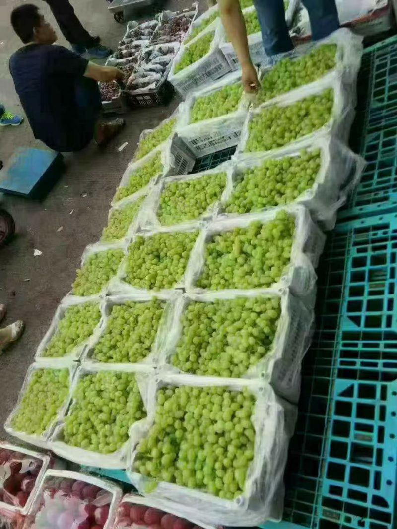 葡萄