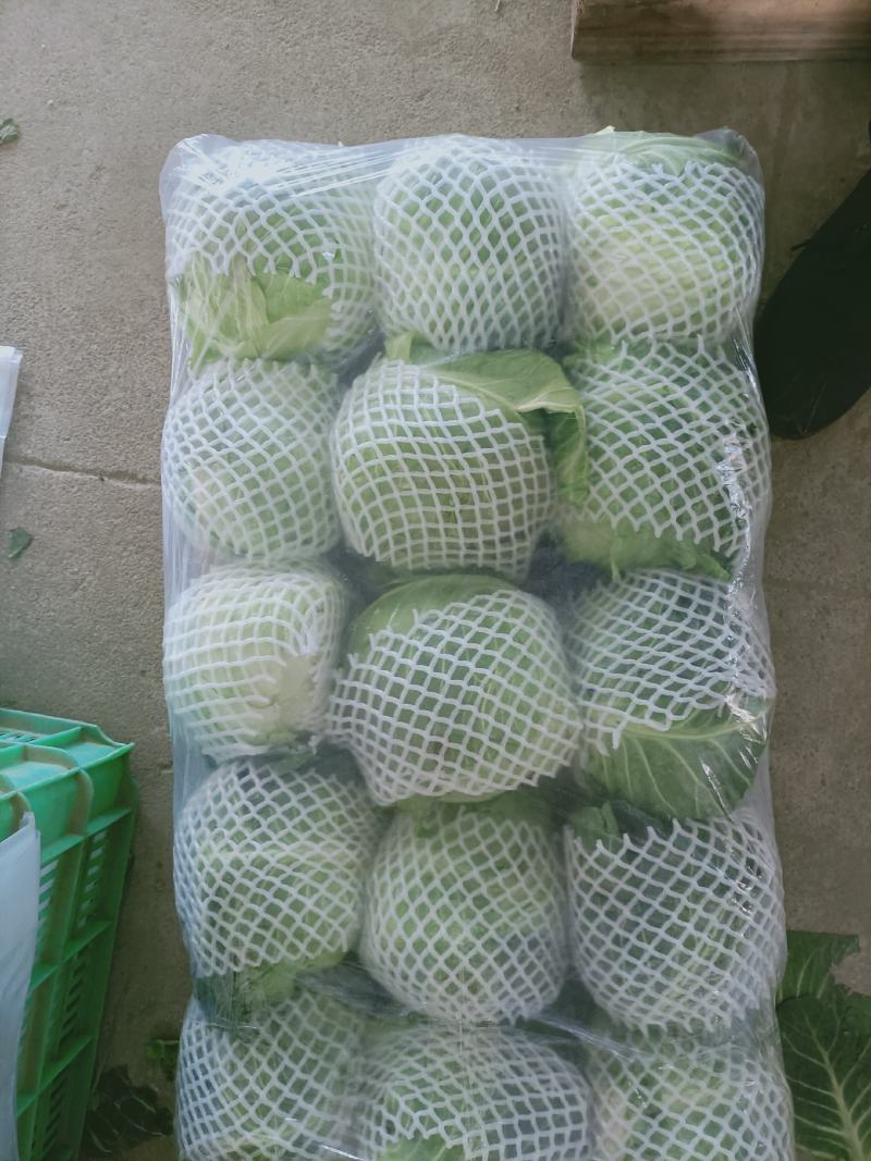 优质福建漳州甘蓝，旺旺美丽现摘现卖一手货源货源充足