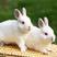 兔子活物大型比利时种兔活体新西兰肉兔幼兔小白兔