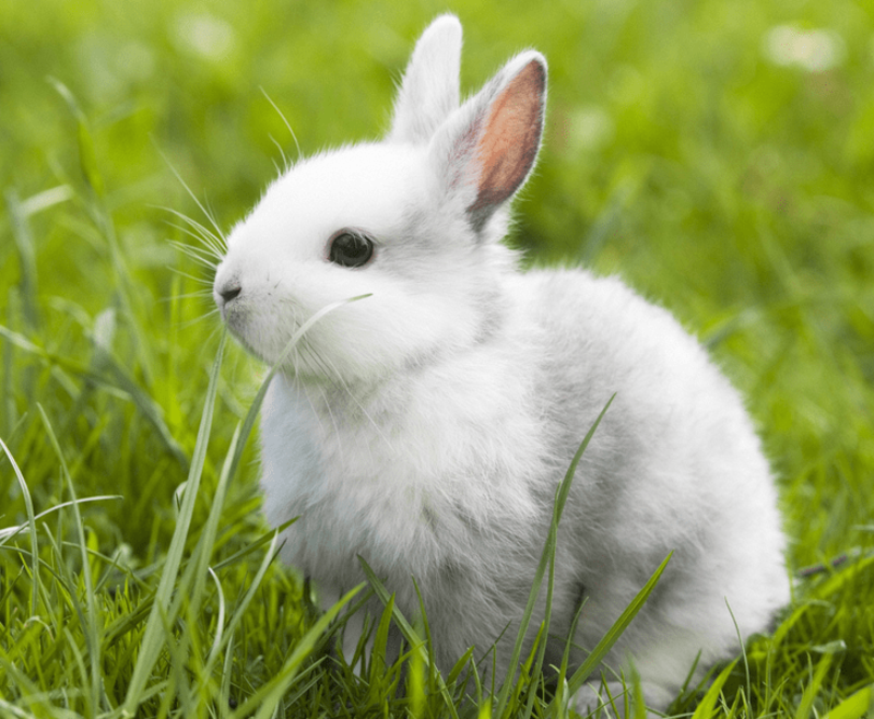 兔子活物大型比利时种兔活体新西兰肉兔幼兔小白兔