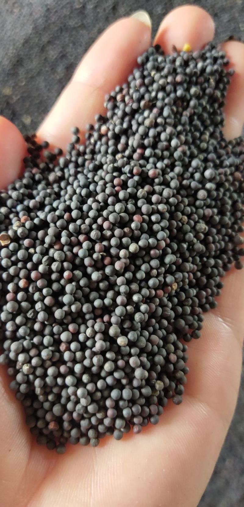 湖北油菜籽本地油菜籽精品净菜籽毛菜籽出油率高油色金黄