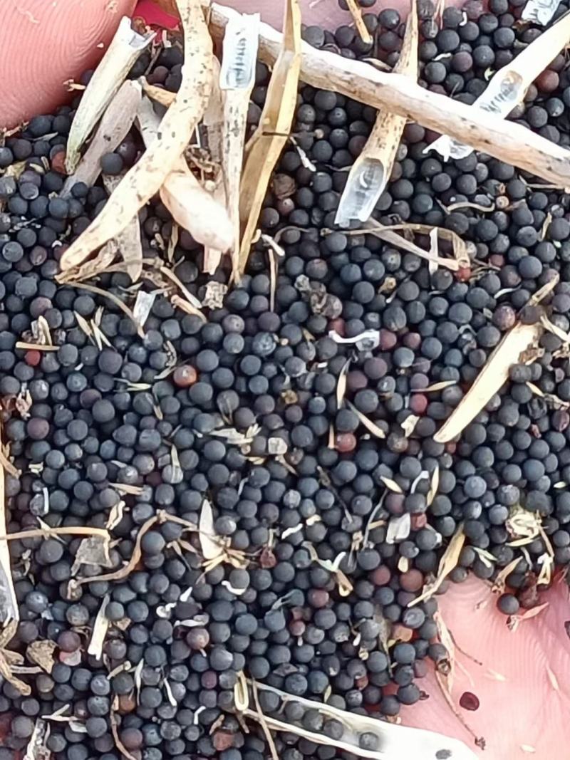 湖北油菜籽本地油菜籽精品净菜籽毛菜籽出油率高油色金黄