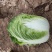 白菜净菜3~5斤
