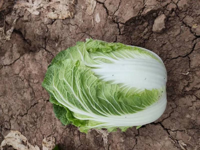 白菜净菜3~5斤