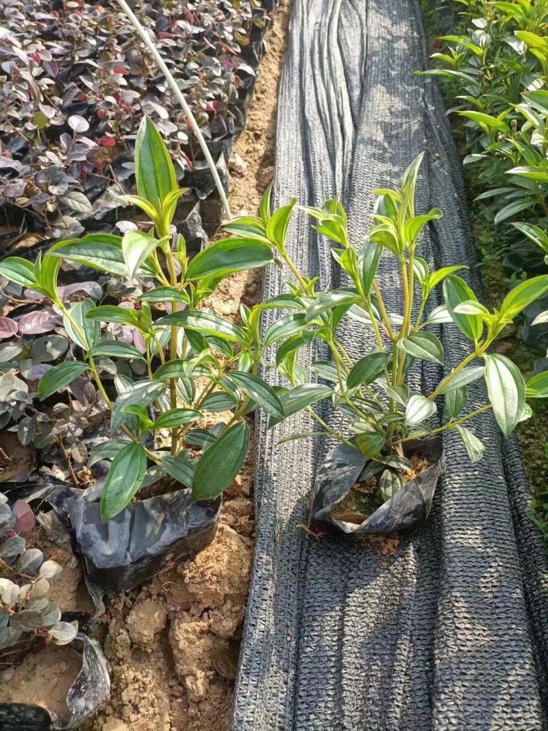 巴西野牡丹角茎野牡丹野牡丹场地直销大量供应