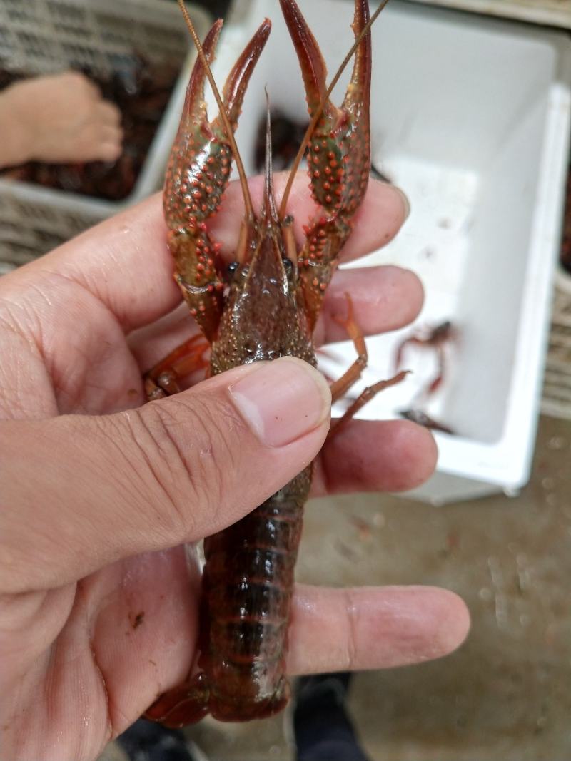 鲜活小龙虾肉质饱满大量现货