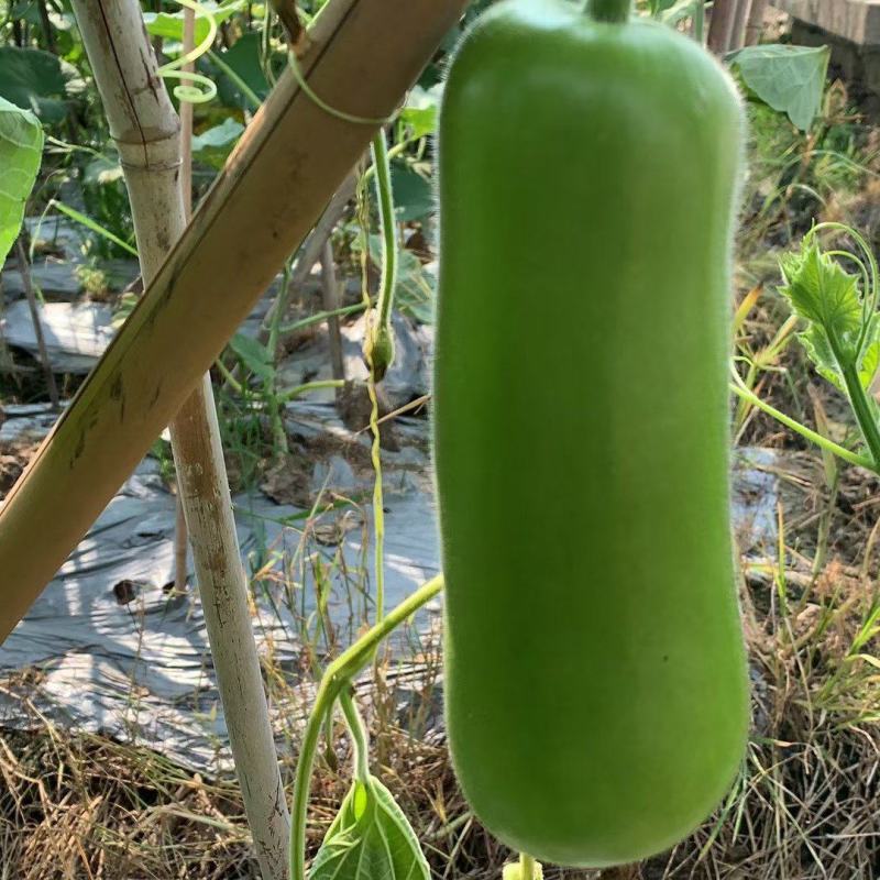 福建漳优质瓠瓜，葫芦瓜，蒲瓜一手货源，现摘现卖，货源充足