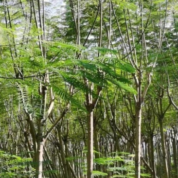 适合河堤、公园、住宅小区、公路绿化带绿化园林蓝花楹木