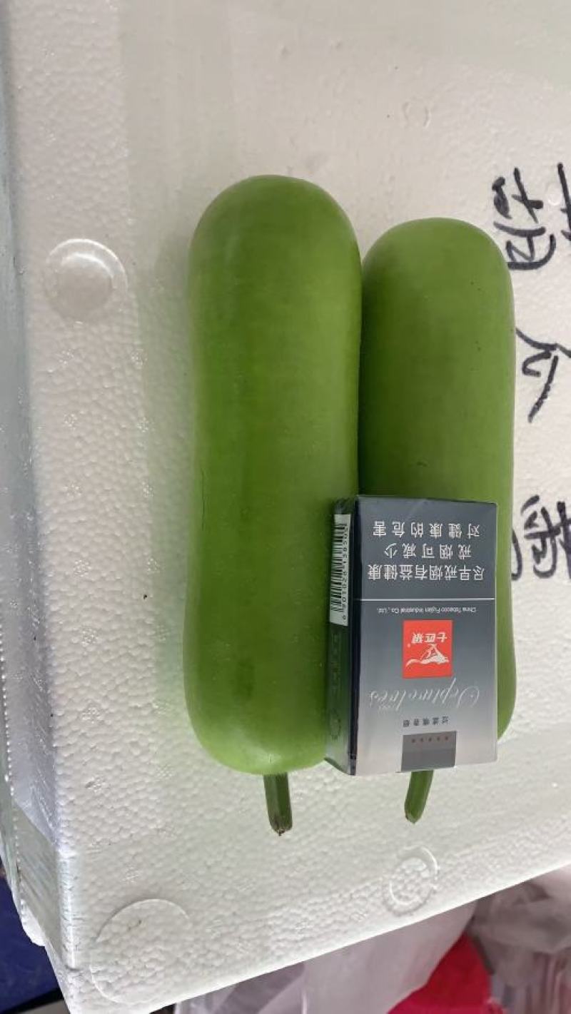 福建漳优质瓠瓜，葫芦瓜，蒲瓜一手货源，现摘现卖，货源充足