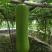 福建漳优质瓠瓜，葫芦瓜，蒲瓜一手货源，现摘现卖，货源充足