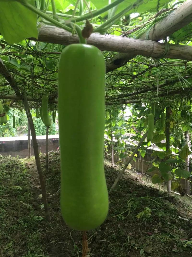 福建漳优质瓠瓜，葫芦瓜，蒲瓜一手货源，现摘现卖，货源充足