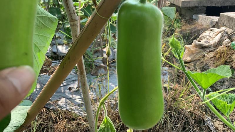 福建漳优质瓠瓜，葫芦瓜，蒲瓜一手货源，现摘现卖，货源充足