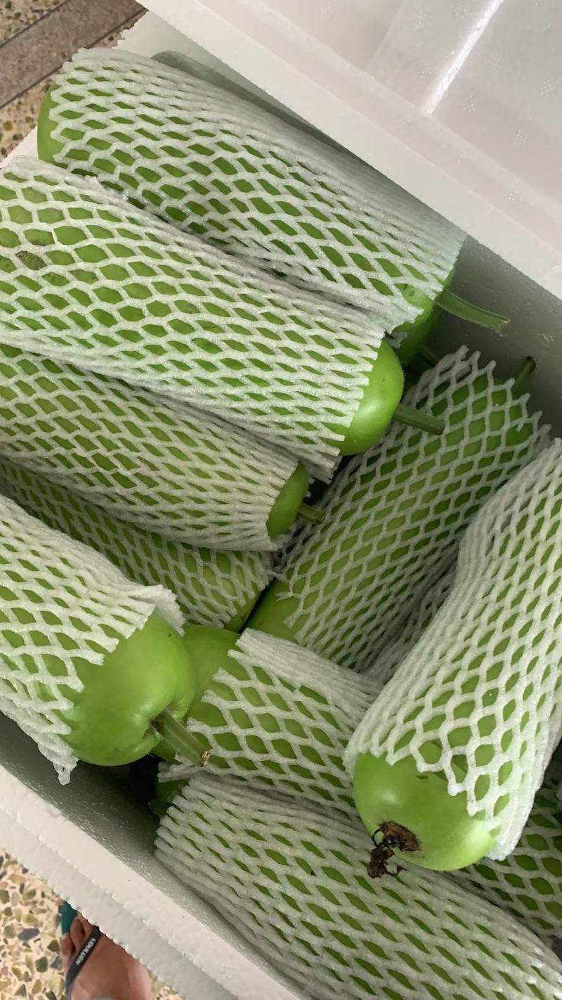 福建漳优质瓠瓜，葫芦瓜，蒲瓜一手货源，现摘现卖，货源充足