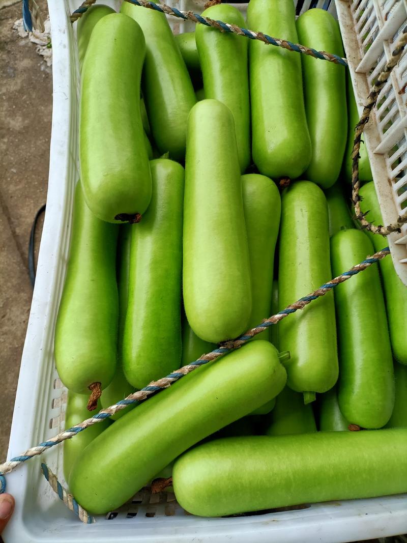 福建漳优质瓠瓜，葫芦瓜，蒲瓜一手货源，现摘现卖，货源充足